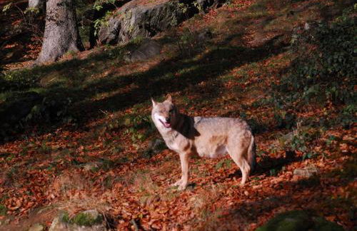 Ferienhaus Hütter - Foto 25