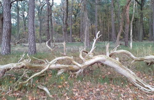 Idyllic Bungalow with Garden in Pepelow near Seabeach - Foto 41