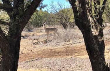 Cottonwood Creek Cabins - Alpine, TX - Foto 55