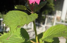 Panorama House Opatija - Photo 32