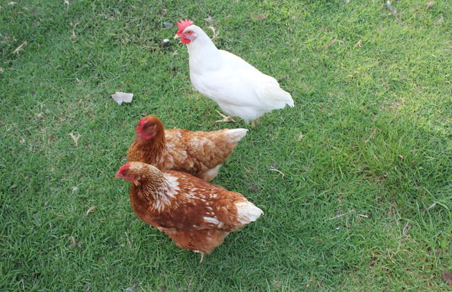 Bryn Glas Farm Stay - Foto 27