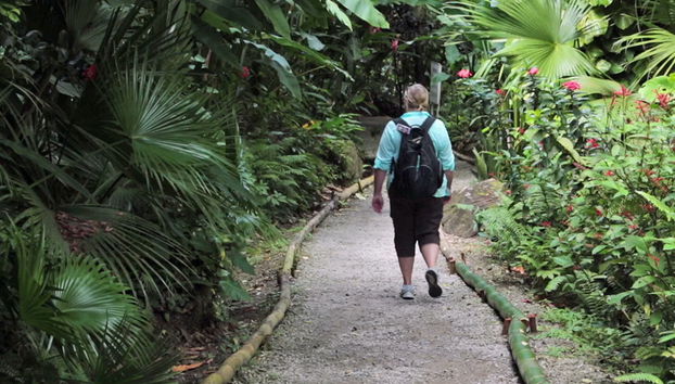 Caminata por la selva tropical - Foto 3