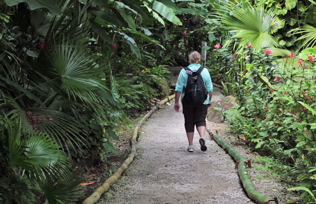 Caminata por la selva tropical - Foto 3