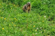 Appt à Ancelle pied des pistes - Foto 42