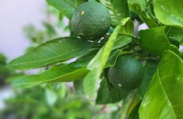 Malinsummer Apartments - Foto 55