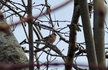 Dulrush Self-Catering Lodges - Foto 25