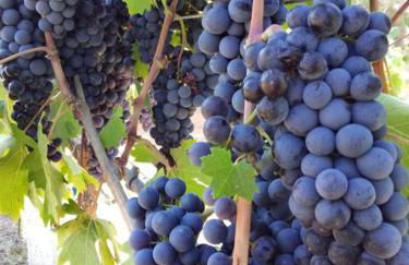 Tenuta L'uliveto - Foto 23