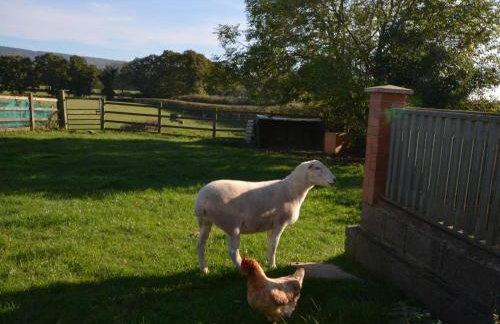 2 Bed in Ottery St Mary oc-lambs - Foto 13