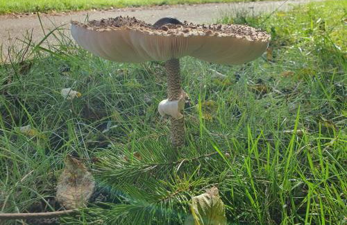 Ferienwohnung am Siegelbächle - Foto 4