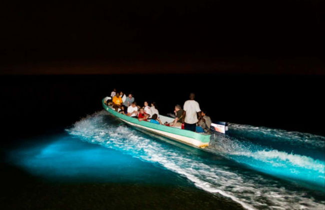 Night Tour of the Manialtepec Lagoon - Photo 6