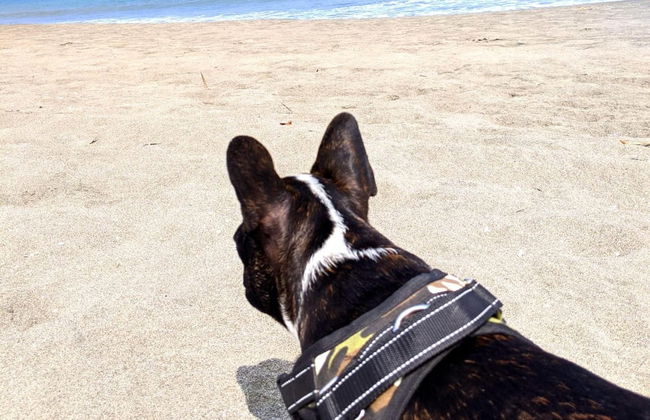 HOP Odaiba Exclusiva Laguna y Playa en Chincha - Foto 25