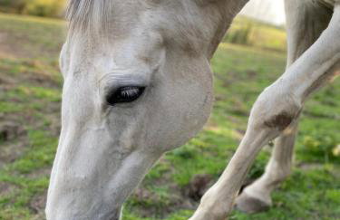 Higher Trewithen - Photo 43