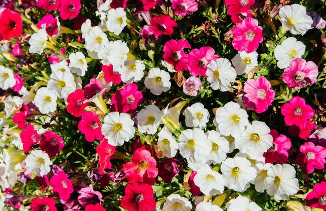 Fonte Marina Alta - Foto 51