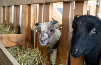 Preindlerhof Farmloft Sunshine - Photo 8