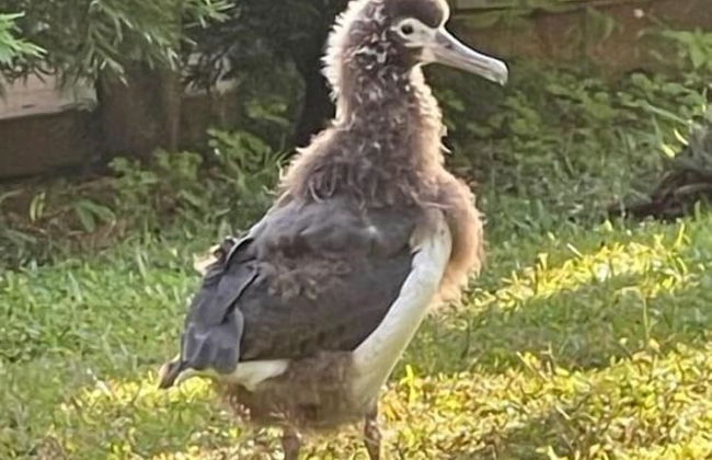 Kamahana 16 - Foto 37