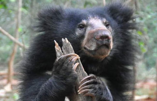 Yala Waves Beach Resort - Foto 29