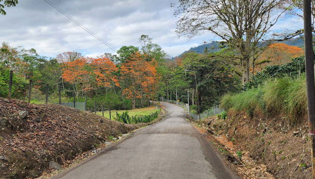 Árvores floridas no caminho para o Vale de Orosi