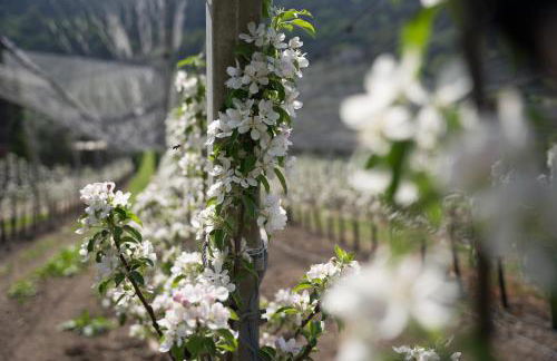 Tribus Lorenz - Wiesgut - Photo 14