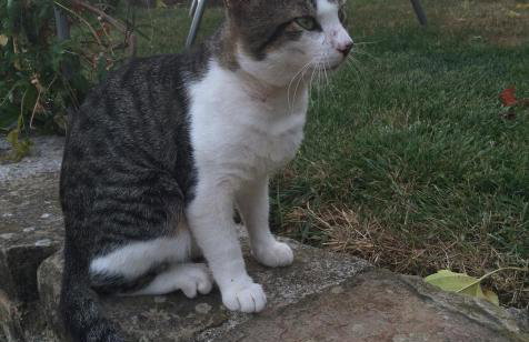 Motovun Bellevue - amazing view, comfortable - Foto 36