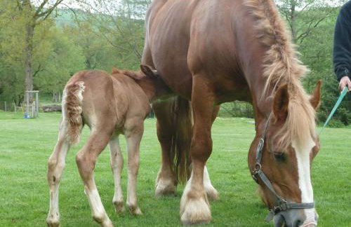 Ferienhof Riekeshof - Foto 27
