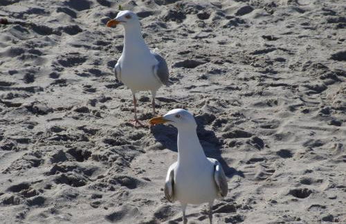 SeeStern Strandnahe Wohnung in Hohen Wieschendorf - Foto 48