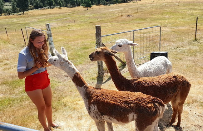 Maydena Mountain Cabins - Foto 25