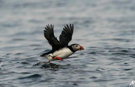 Curlew Cottage and Sunset View - Foto 36