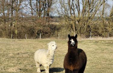 Smocze Ranczo 3 - Foto 76