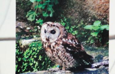 Turismo Rural Macieira Brava - Foto 36