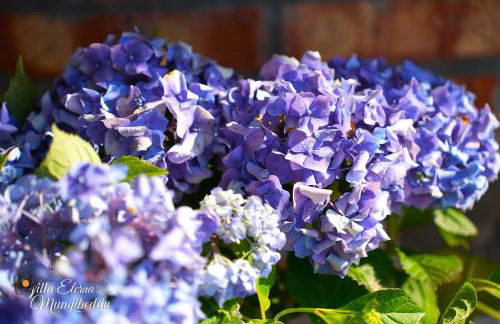 Villa Eterna Mungibeddu - Foto 39