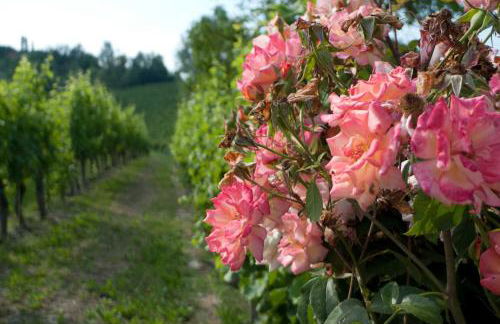 La Giribaldina Winery & Farmhouse - Foto 22