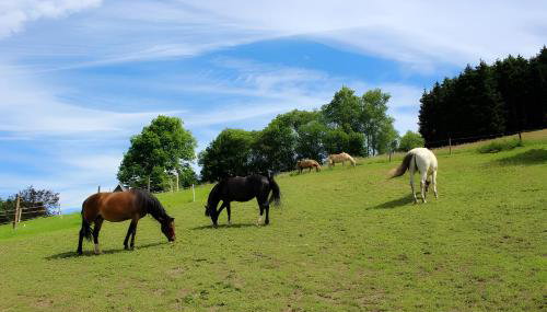 Bio Ferienbauernhof Voß - Foto 3