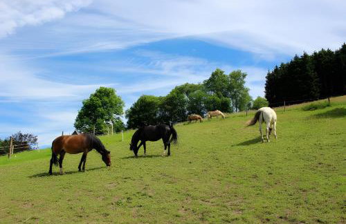 Bio Ferienbauernhof Voß - Foto 3
