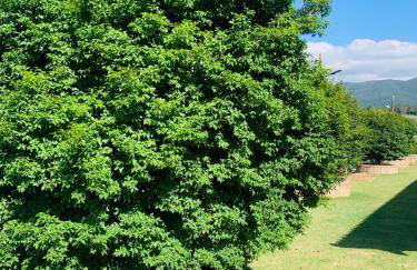 Pousada Quinzitão - O seu local de descanso! - Foto 21