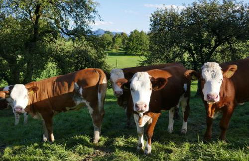 Schwaigerhof - Foto 6