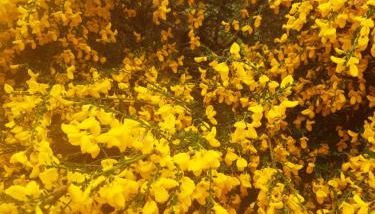 Springbank Cabin - Foto 5