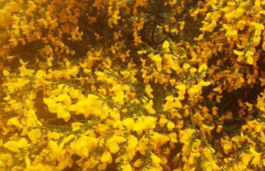 Springbank Cabin - Foto 5