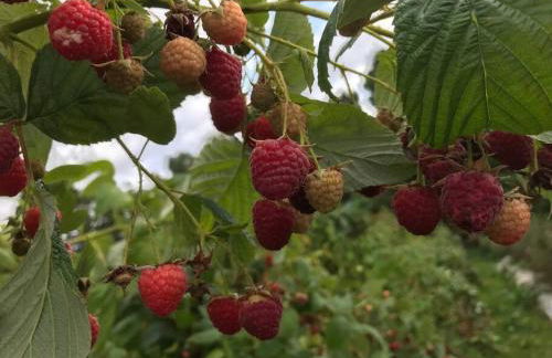 L’île aux fruits en Berry - Foto 34