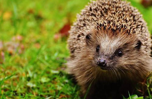 The Lodge - 2 acres of garden with hot tub and fire pit and BBQ - Foto 20