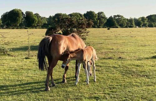 Holmans NEW FOREST - Photo 51