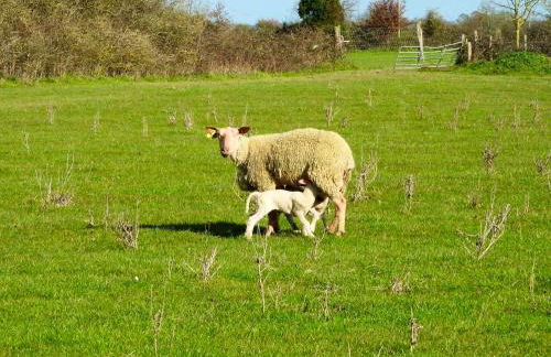 Maison charmante près de Nueil-les-Aubiers avec jardin - Foto 14
