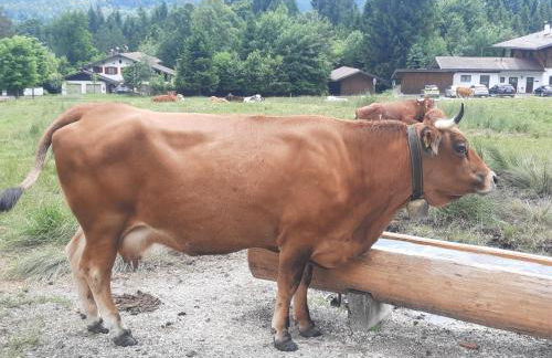 Fischer`s Postresidenzen Ettal - Foto 76