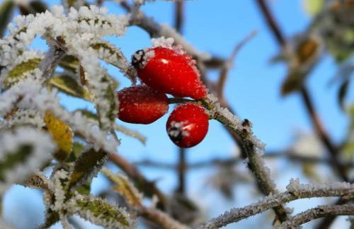 Rosenhagen in the Thorstorf estate barn - Foto 12