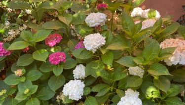 Tuscany Location - Foto 1, Garden, Garden view