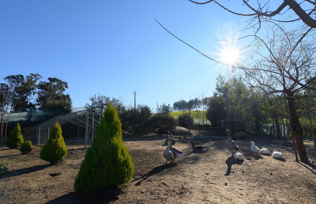 Laje da Bica Agroturismo - Foto 49