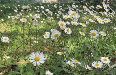 Island home Green Escape Cres - Foto 34