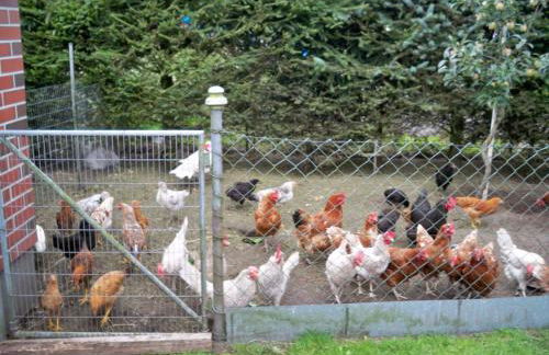 Häuschen im Grünen - Foto 15