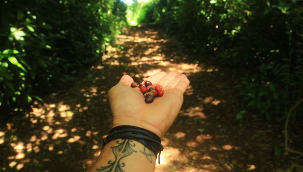 Vegetation on the trail