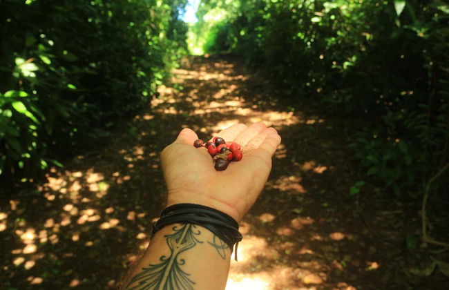 Capim Açu + Leão Beach Hiking Tour - Photo 4