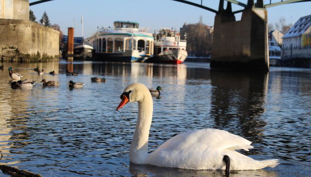Visite Guidée Privée de Ratisbonne Incluant une Promenade en Bateau sur le Danube - Photo 3